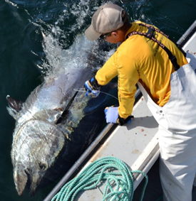 Bryan leadering tuna